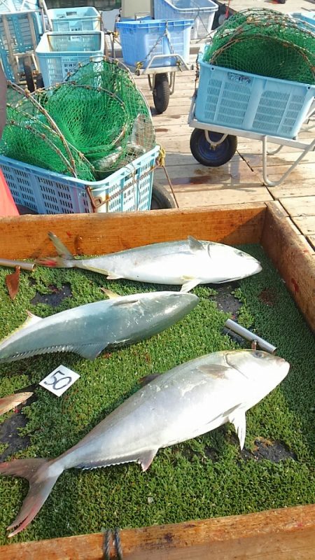 海の釣堀 海恵 釣果