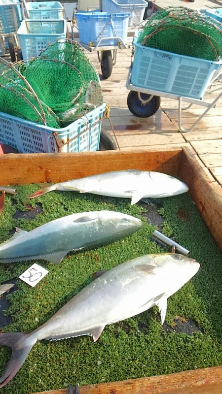 海の釣堀 海恵 釣果