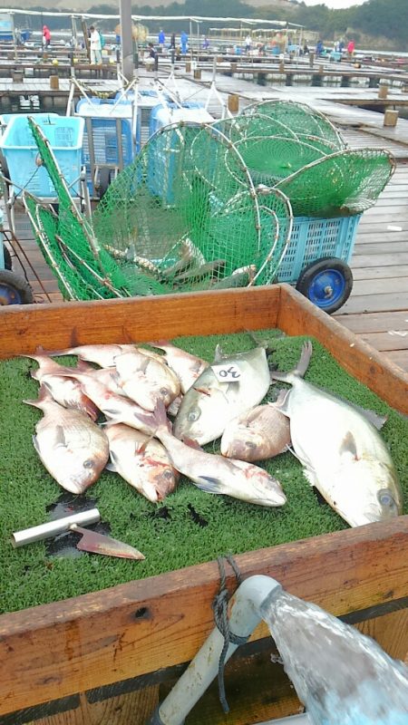 海の釣堀 海恵 釣果