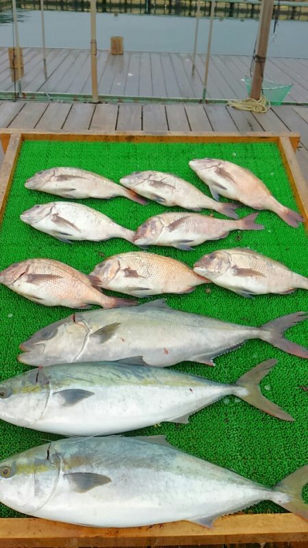 海の釣堀 海恵 釣果