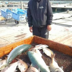 海の釣堀 海恵 釣果