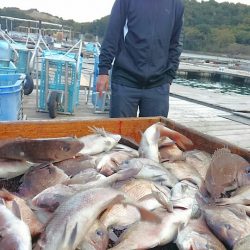 海の釣堀 海恵 釣果