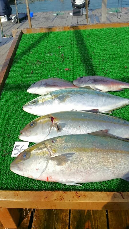 海の釣堀 海恵 釣果