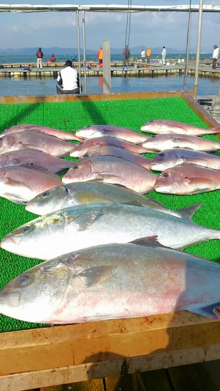 海の釣堀 海恵 釣果