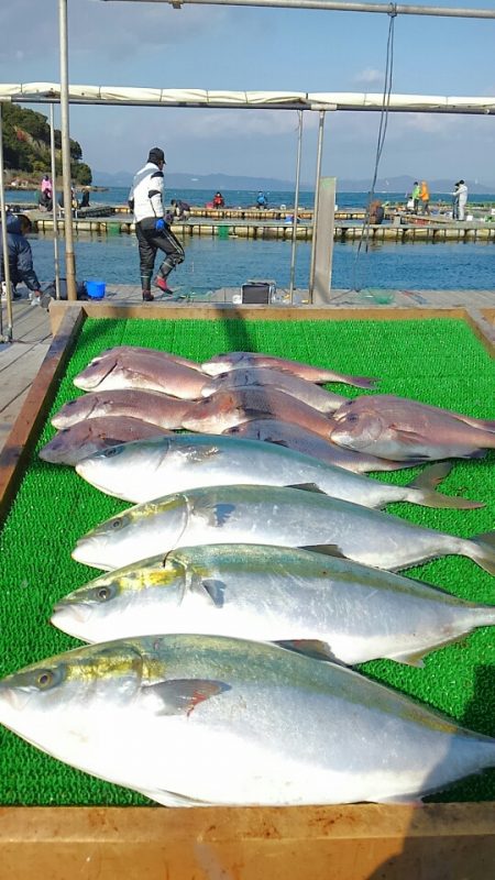 海の釣堀 海恵 釣果