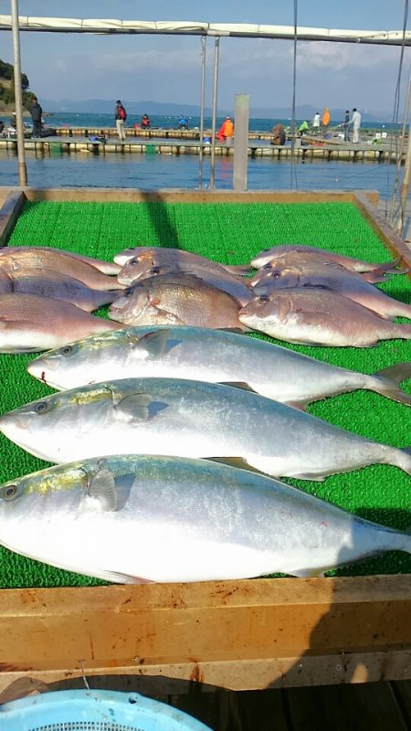 海の釣堀 海恵 釣果