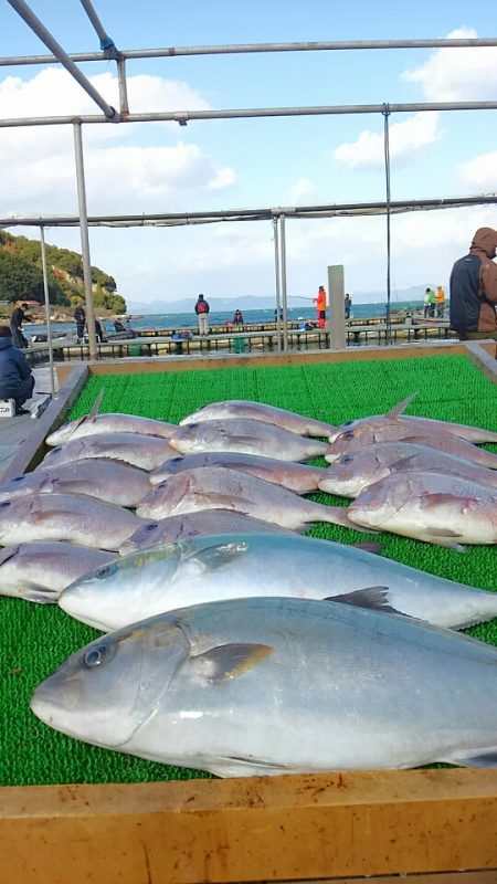 海の釣堀 海恵 釣果