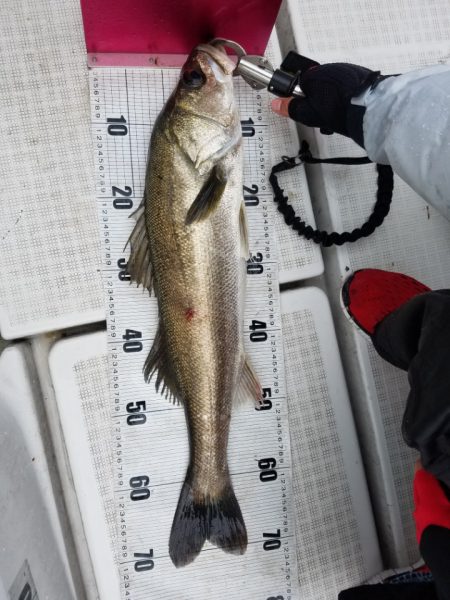 海龍丸（島根） 釣果