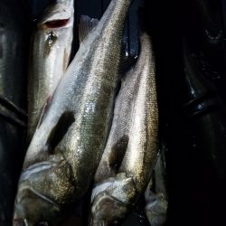 海龍丸（島根） 釣果