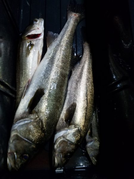 海龍丸（島根） 釣果