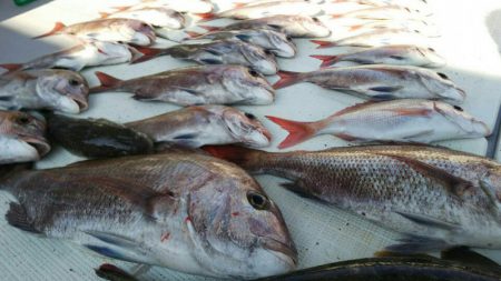 タイラバ遊漁船 ワンピース 釣果