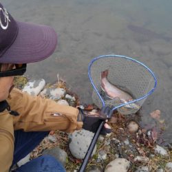 つりぼりあかし 釣果