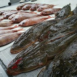 タイラバ遊漁船 ワンピース 釣果