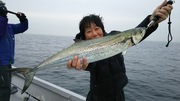 ＮＡＧＡＳＨＩＭA ＭＡＲＵ（永島丸） 釣果