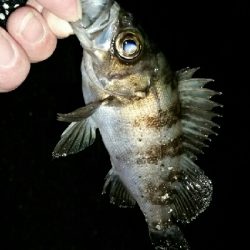 爆風、釣り納め…