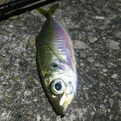 漁港で釣り