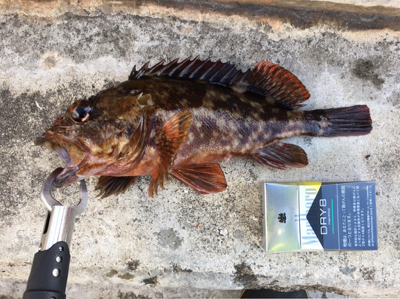 釣り納めの穴釣り