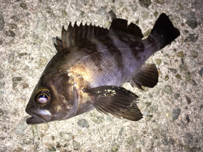 釣り納めメバリング