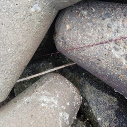 穴釣り　～初めてサバの切り身を使う～