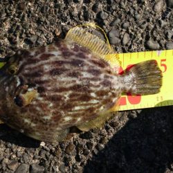 浜金谷港でのサビキ釣り結果