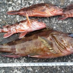 用宗港周辺 穴釣り ブラクリ 陸っぱり 釣り 魚釣り 釣果情報サイト カンパリ