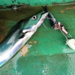 須磨沖の太刀魚
