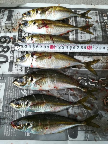 佐賀関アジング 大分 大分市 アジング アジ 陸っぱり 釣り 魚釣り 釣果情報サイト カンパリ