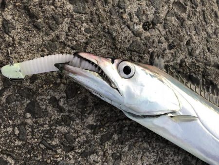 タチウオ（太刀魚）　和歌山「のりたま様」ご投稿カンパリ釣り情報！2017年12月