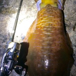 エギング　2017年のご投稿の中から、1月〜3月までのアオリイカのキローバー釣果の中から、オススメ5記事！