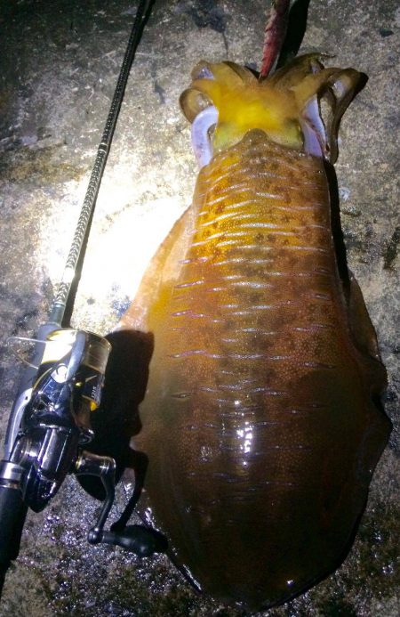 エギング　2017年のご投稿の中から、1月〜3月までのアオリイカのキローバー釣果の中から、オススメ5記事！
