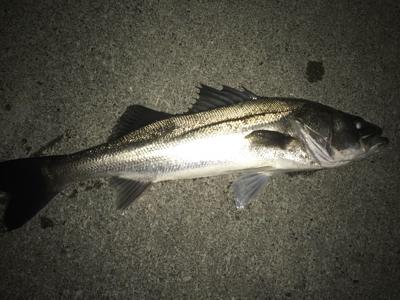 シーバス釣り