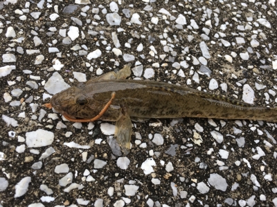 小物釣り