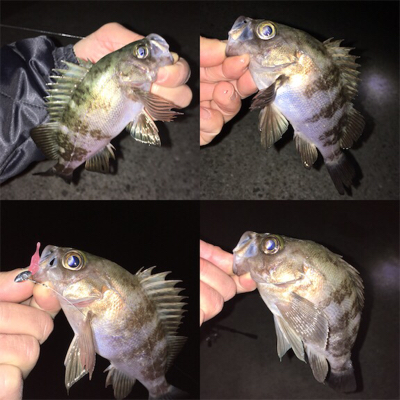 釣り納めメバリング