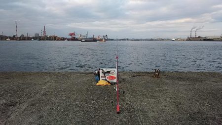 まだ釣れる播磨新島のキス