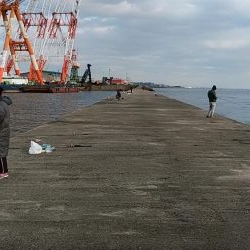 まだ釣れる播磨新島のキス