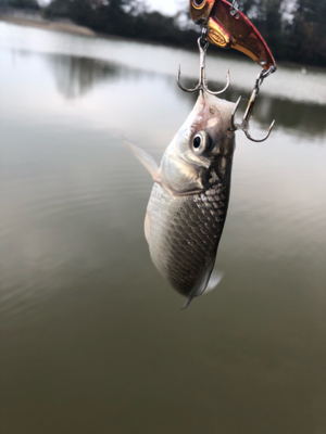 雷魚釣り