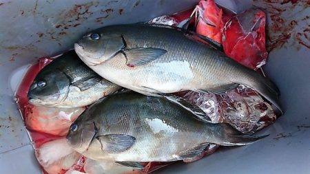 しば渡船 釣果