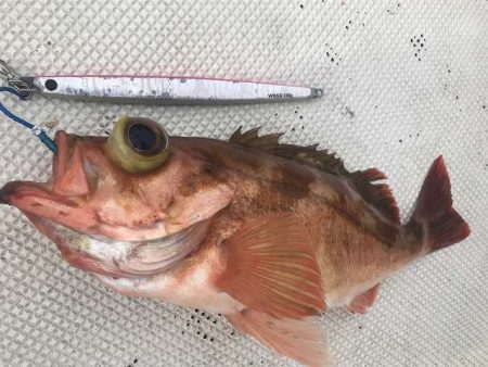 広進丸 釣果