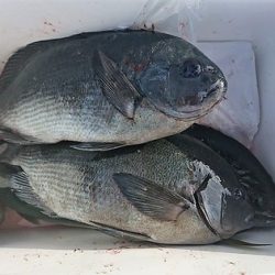 しば渡船 釣果