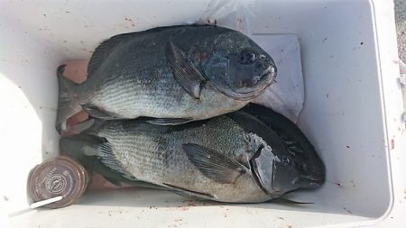 しば渡船 釣果