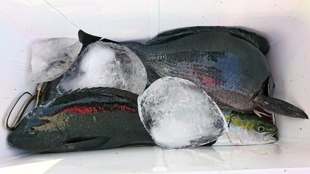 しば渡船 釣果