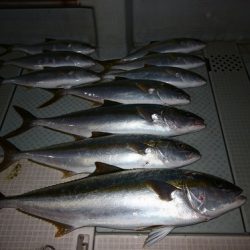 クルーズ 釣果