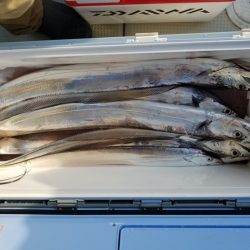 遊漁船　ニライカナイ 釣果