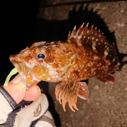 防波堤際での釣り