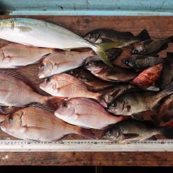 はらまる 釣果