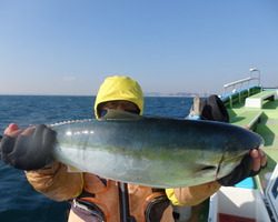 久里浜黒川本家 釣果