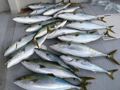 ミタチ丸 釣果