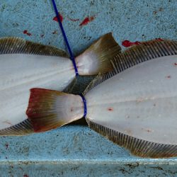 明神釣船 釣果