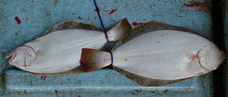 明神釣船 釣果