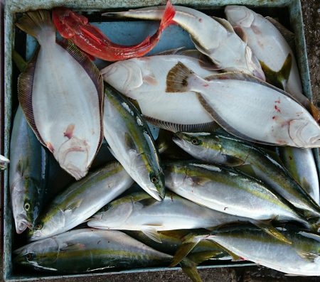 明神釣船 釣果